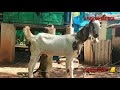 ആടിന് ഉണ്ടാകുന്ന വയറു കമ്പനം പ്രതിവിധി gas bloat problems in animals