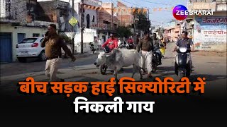 Damoh Cow Viral Video: बीच सड़क क्यों हाई सिक्योरिटी के बीच निकली गाय? लोगों के बीच चर्चा