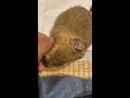 【デグー】こだわりネズミ　 ペット 小動物 デグー