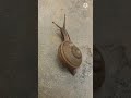 snail move నత్త నడక by nikki foods u0026crafts...