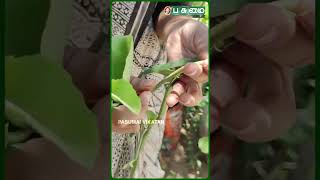 பிரண்டையில் இத்தனை  ரகங்களா? | Native Seeds | Pasumai Vikatan | Shorts