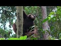 【k】brunei travel temburong 브루나이 여행 템부롱 울루 템부롱 국립공원 3 긴팔 원숭이 ulu temburong national park gibbon