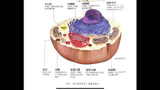 細胞學No 20: (高一)：以圖形簡介細胞構造