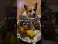 焼き芋🍠 美味しい sweetpotato 冬の風物詩 コーギー corgi 웰시코기 군고구마