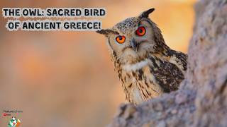 Why Athena Chose the Owl 🦉 | Ancient Greek Religion Explained