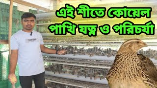 এই শীতে কোয়েল পাখির যত্ন ও পরিচর্যা | শীতকালে কোয়েল পাখি পালন | @chandpurquailfarm