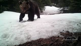 Brown Bear Rugova Mountain Kosovo