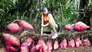Digging Underground Wild Tuber Goes To Market Sell - Cooking Wild Tuber | Tiểu Vân Daily Life