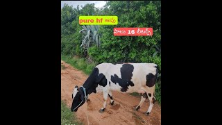 Pure hf cow 16 litres milk per day || #ismartBalajiVlogs