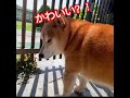 【柴犬・太郞】太郞くんは、きっと？！かわいい…はず？！親バカ😀笑