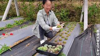 地栽多肉15棵套餐组合？有肉友太想要某个品种了，当然可以备注！