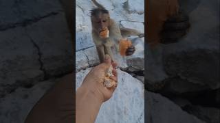 కోతి చూడండి ఏం చేసిందో #monkey #cuteanimal #viralvideos