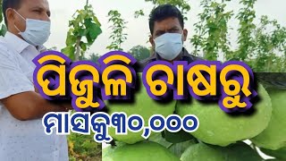 Farmhouse Tour near #Bhadrak || #guava farming ||@startmsme