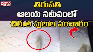 తిరుపతి ఆలయ సమీపంలో చిరుత పులుల సంచారం : Leopard Playing Near Tirumala Temple | Mahaa News