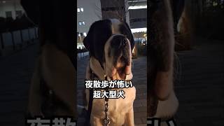 ダルメシアンが怖くて逃げてきて、遠くから眺める【超大型犬】セントバーナード #犬 #shors