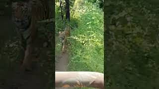 Chandrapur - A Tiger chased  tourist gypsy in Jungle.