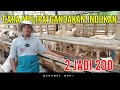 CARA CEPAT MELIPAT GANDAKAN INDUKAN DOMBA ALA TERNAK AGRO MANDIRI