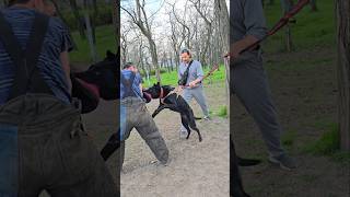 🪖Police dog training🔥 K-9 #STRAZHODESSA German Shepherd training Odessa Ukraine