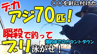 瞬殺でデカアジ７０匹釣りあげてブリを狙う！サビキ針にあのエサを付けてアジの爆釣方法をすべて見せちゃいます【コラボ】