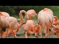 Stock Footage by Dockelektro - Flamingos - Now Available at Videohive.Net