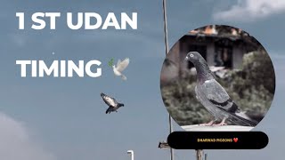 Semyenna 1 st udan | timing ?? | Dharwad pigeons | @dharwadpigeons4536