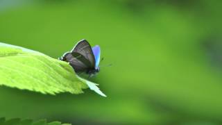 エゾミドリシジミ（チョウ）　Favonius jezoensis Butterfly