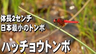 【日本最小】 湿原のハッチョウトンボ