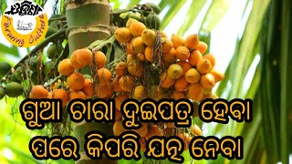 ଗୁଆ ଚାରା ୨ ପତ୍ର ହେବା ପରେ କିପରି ଯତ୍ନ ନେବା ।। Supari Tree 2nd Stage Process।।Most important for farmer