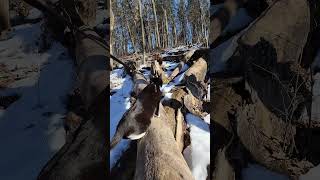 Walk 1.29.25 | Camina Walks Down Fallen Trees VI | Cox Arboretum #tuxedocat  #snow #hiking