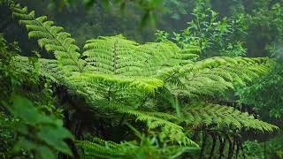 雲南省隴川県で「生きた化石」のシダ植物ヘゴを発見