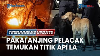 🔴 LIVE: Anjing Pelacak Dikerahkan Endus Bahan Kimia Pemicu Kebakaran LA, 17 Orang Masih Hilang