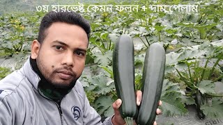 স্কোয়াশ চাষ। ৩য় হারভেষ্টে কেমন ফলন + দাম পেলাম। স্কোয়াশ চাষ পদ্ধতি। Squash chas poddhoti.