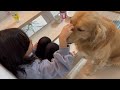 久しぶりに大好きな姉に会えて、そばから離れなくなった愛犬