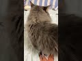 チャンネル登録ありがとうございます😊 ショート動画 ねこ 10人 チャンネル登録者