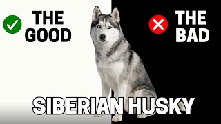 Siberian Husky: The Pros & Cons Of Owning One