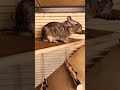 the life of degus🤪 funny animals degu shorts