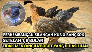 Luar Biasa‼️Ayam Hasil Silangan Bangkok dan KUB Bisa Seperti Ini