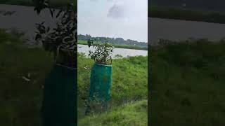 Nagapattinam to Vedaranyam.. Nature green