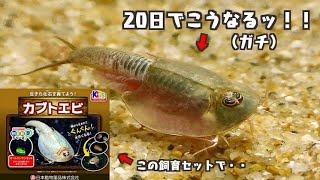 カブトエビ飼育セット、セッティングからの20日間を6分43秒にまとめてみた。