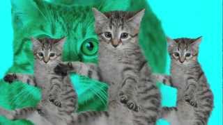 Best Kittycat Song Official Feat Grumpy Cat