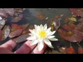 Нимфея pygmaea herlvola nymphaea pygmaea helvola