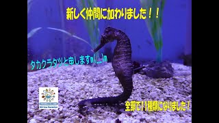 【お魚関連】新メンバー加入！！11種類になりました(^_^)v（伊勢シーパラダイス／水族館）