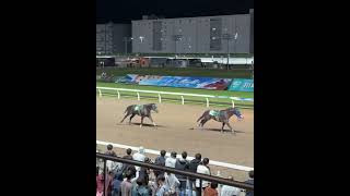 騎手落馬でも懸命にゴールを目指すケンキートスとバロックダンス 川崎競馬10R