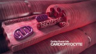 How the Heart Works Video: Cardiomyocyte