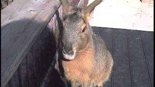 五月山動物園のマーラPatagonian cavy