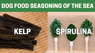 Kelp and Spirulina: Dog food seasoning of the sea | Real Dog Food On A Budget |