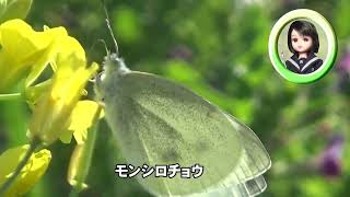 30秒の心象風景24552・花で交わる～ベニシジミとモンシロチョウ～