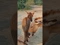 donkeys full enjoy shorts youtubeshorts donkey donkeykong janwar animals