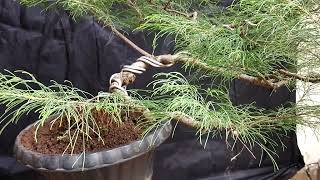 MERUBAH GERAK BONSAI CEMARA UDANG