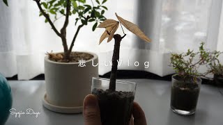 「Vlog」観葉植物のパキラが枯れてしまいました。